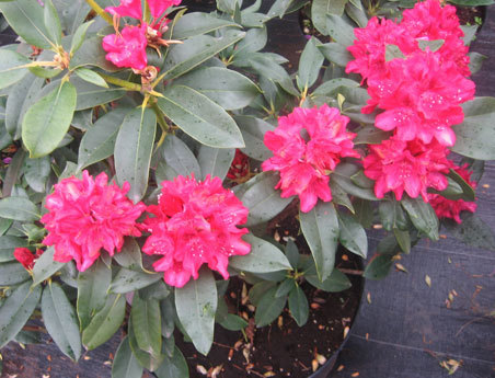 Rododendras "Novazemblo"