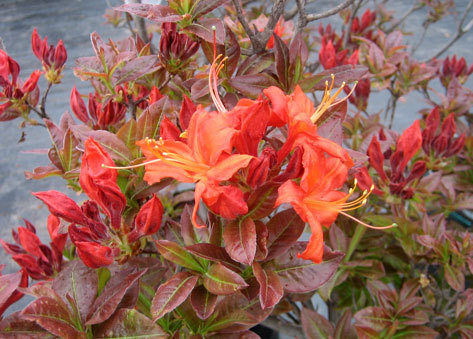 Rododendras "Nabucco"