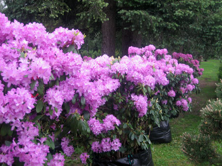 Rododendras "Catawbience Grandiflorum"