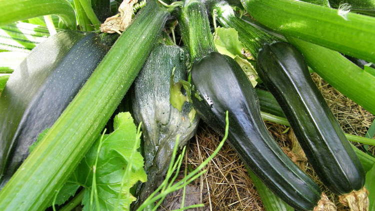 Aguročių ligos, puvinys