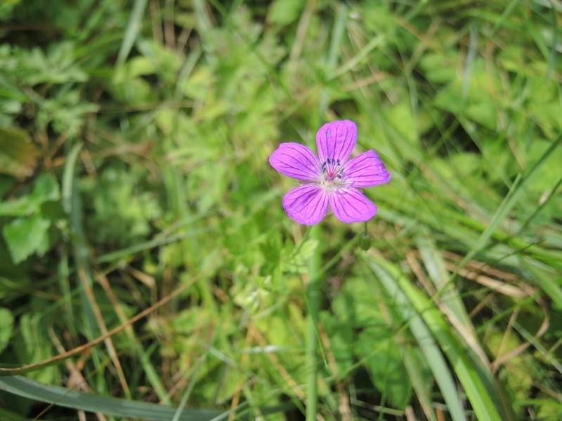 Raudonstiebis snaputis