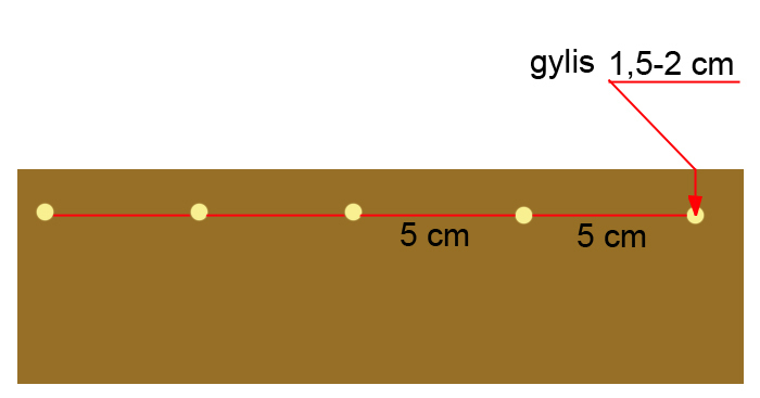 kaip sodinti ridikelius 1