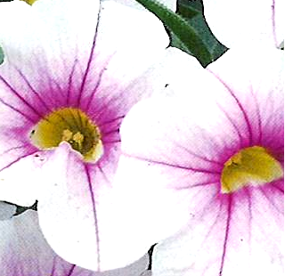 Calibrachoa Noa 'Almond Blossom'