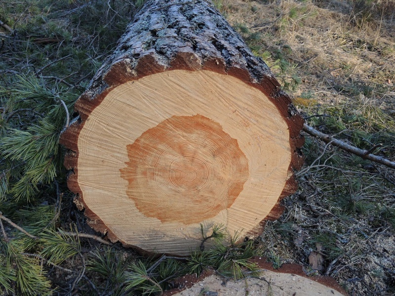 Artėjančios prie brandos, apie 90 metų amžiaus pušies rąstas.