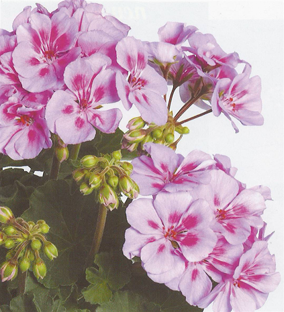 Savannah Lavender Splash