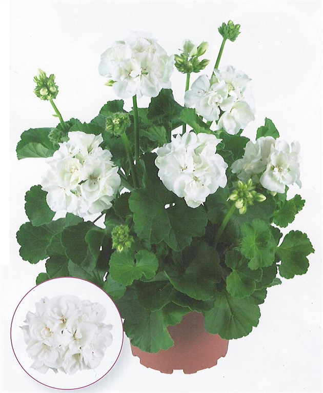 Master Idols White