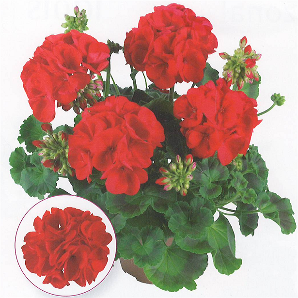 Master Idols Red