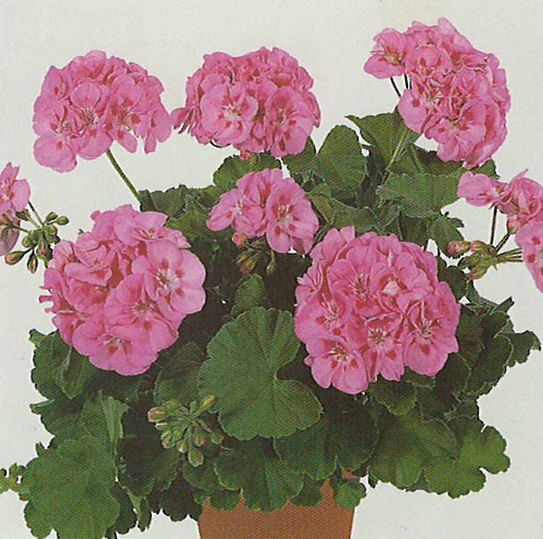 Survivor Pink