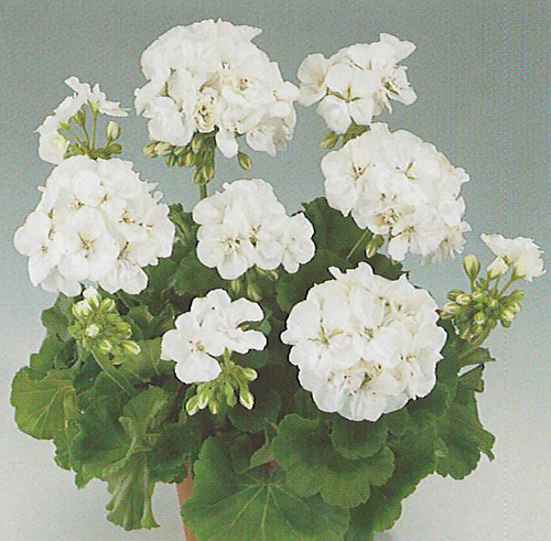 Survivor White