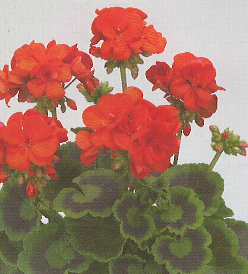 Trend Orange