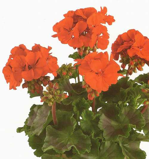 belmote scarlet