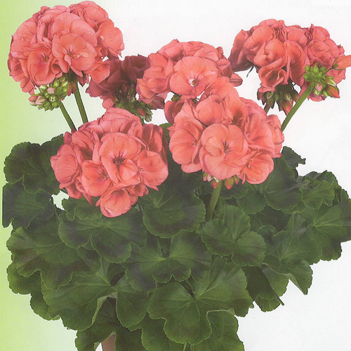 Survivor Salmon Pink
