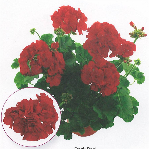 Summer Idols Dark Red